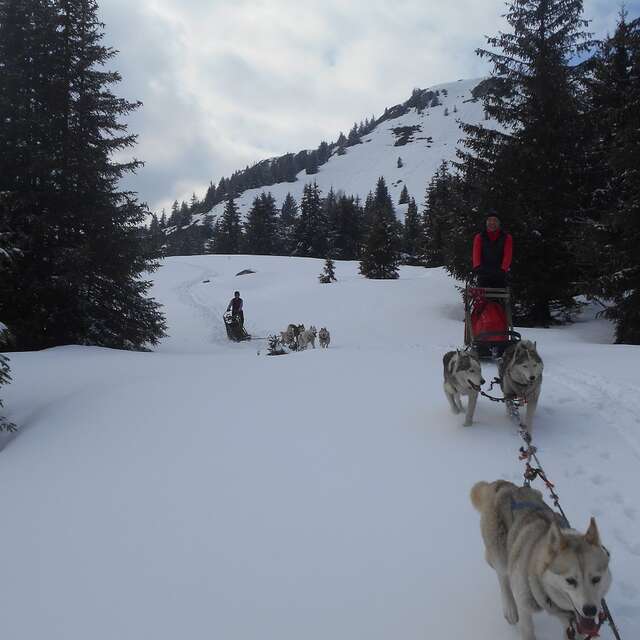 Mushing dans la vallée du Haut Bréda et au Pleynet