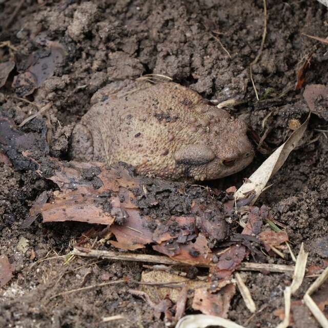 Le Grand défi  biodiversité