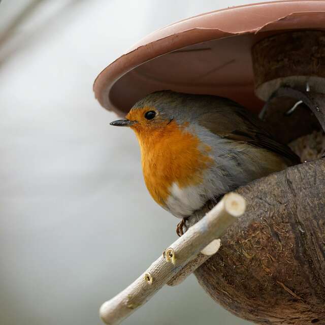 Atelier DIY : Nichoir à oiseaux