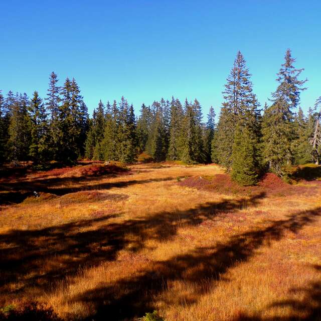 Twilight Guided Tour - Nightlife in the Bog