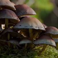 Balade mycologique - Découverte des champignons