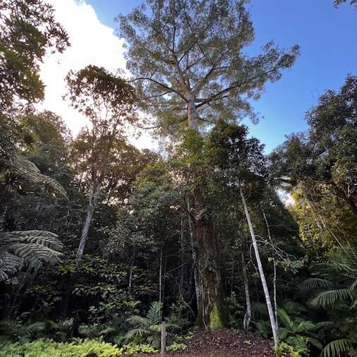 Pedestrian path of the Great Kaori
