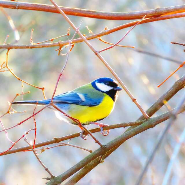 Mésanges et insectes assistants du vigneron
