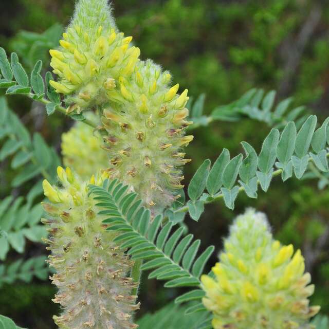 Botanists in Queyras" conference