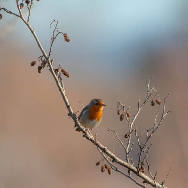 Point Rencontre: Discovering the birds of the islands of Port-Cros National Park