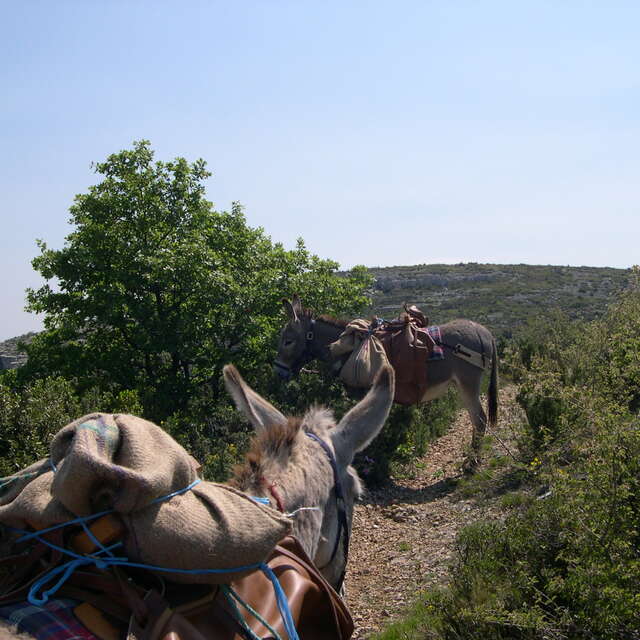 Balade avec les ânes de la Font de Mai