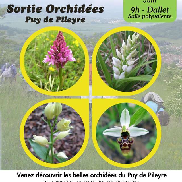 Sortie Orchidées Puy de Pileyre à Chauriat