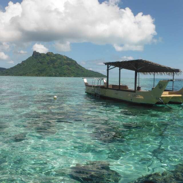 Huahine Nautique - Whale watching tour