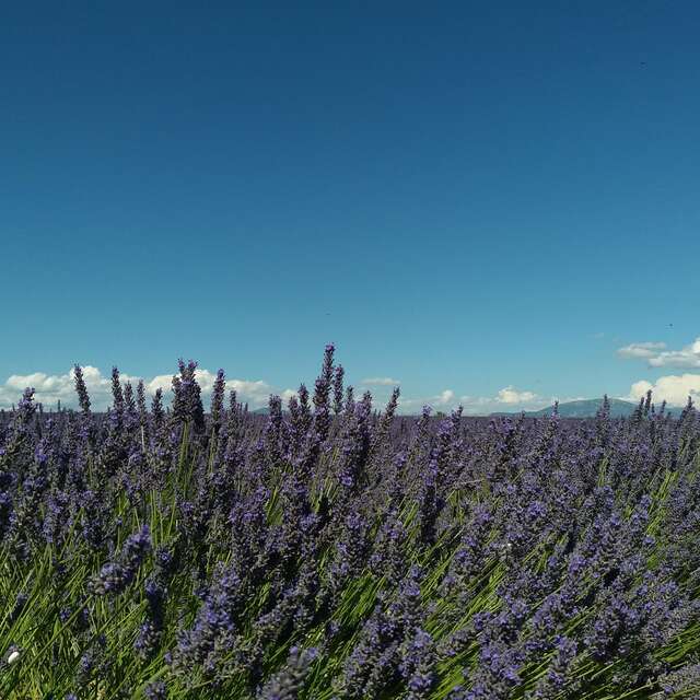 Le Plateau de Valensole