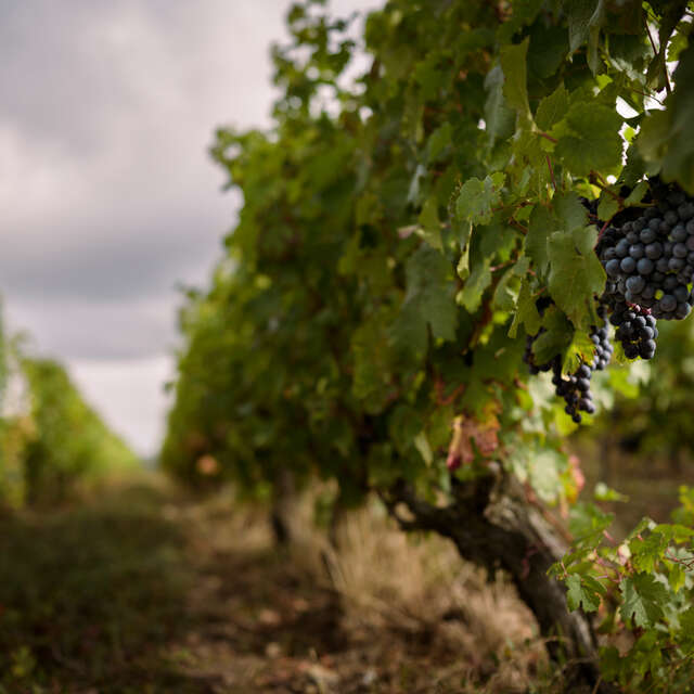 Domaine des Hauts Perrays