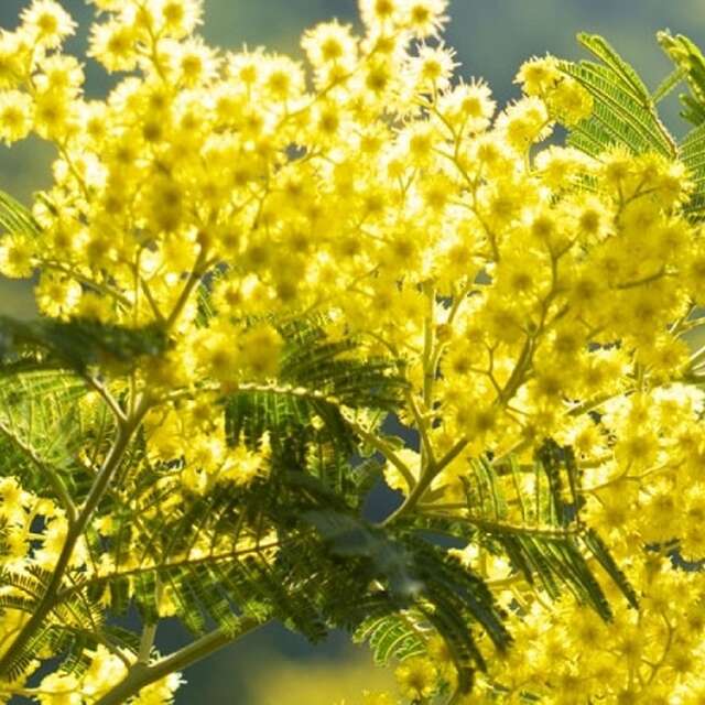 92. Fête du Citron® - Mimosenwanderung