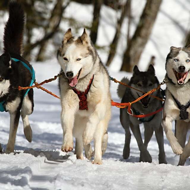 Balade en chiens de traineau sur le Plateau de Retord avec Rêve Nordique