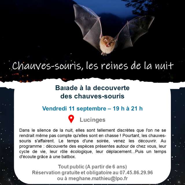 Chauves-souris, reines de la nuit