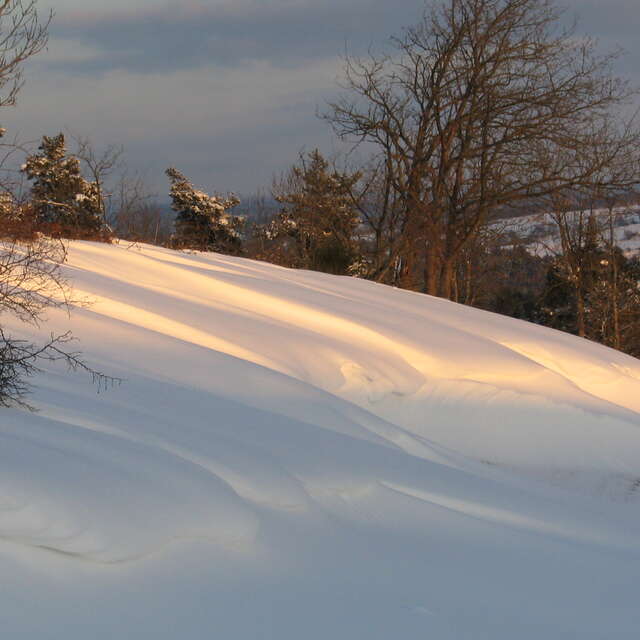 Sortie raquettes "Sur les traces de Maître Renard"