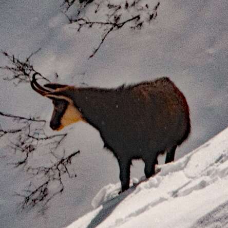Les chamois après-midi - Bureau Randos Champsaur