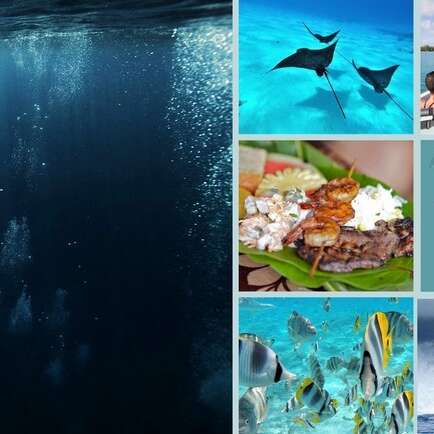 Reef Discovery