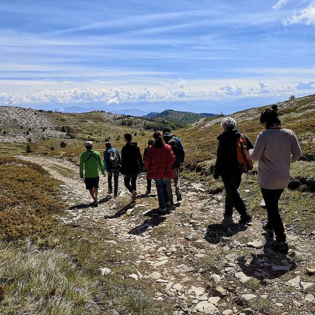 Sur les chemins des plantes de la Montagne de Lure