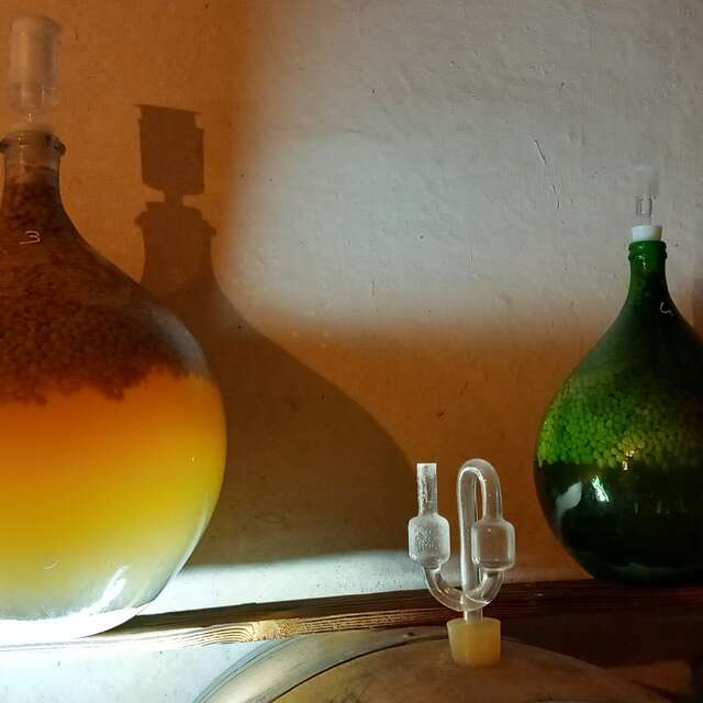 Loïc MAHE, vigneron