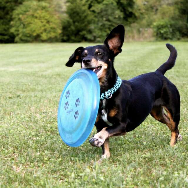 Balade canine avec le toutourisme