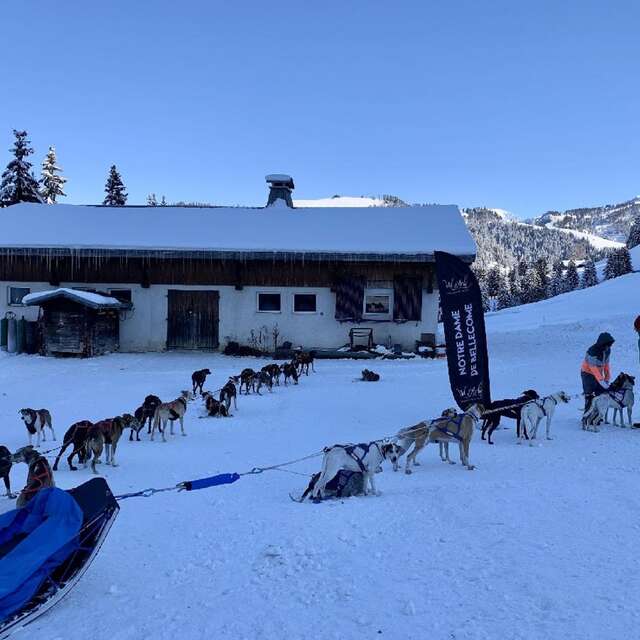 Dog sledding “Initiation"