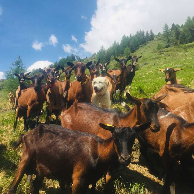 La Ferme de Mlle Clémence