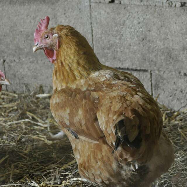 Atelier - Accueillir une poule chez soi