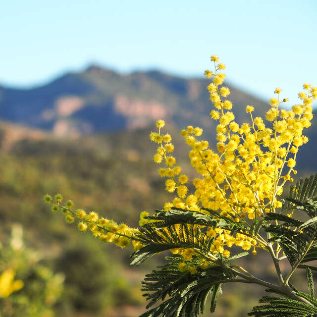 Balades pédestres "Le Mimosa dans l'Estérel"