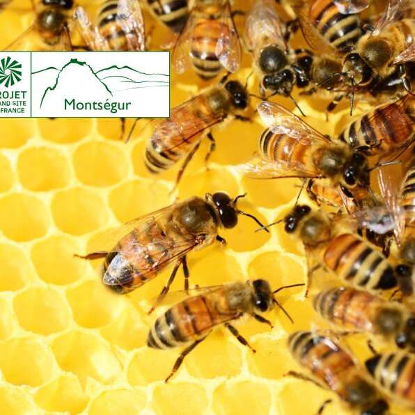 Journée mondiale des abeilles