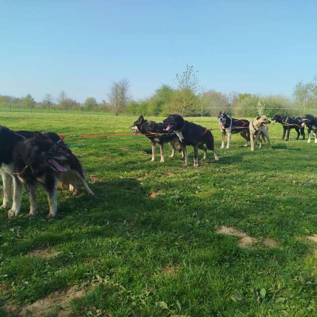 Journée chez un musher