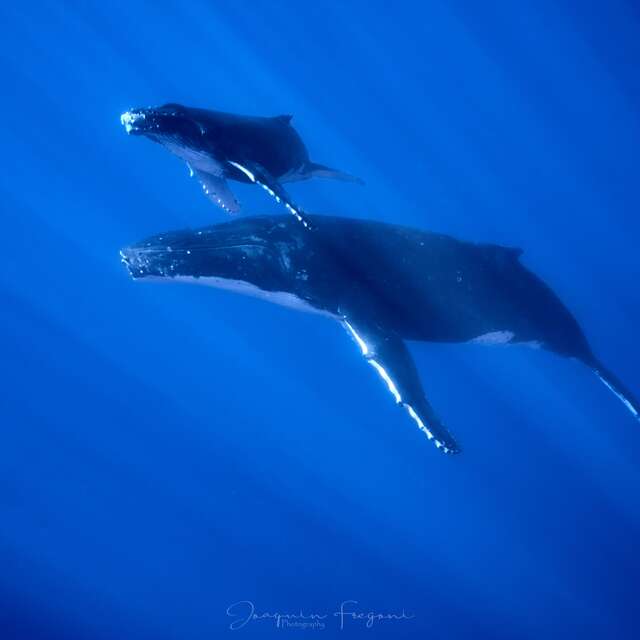 Polynesian Dream Boat - Whale waching tour