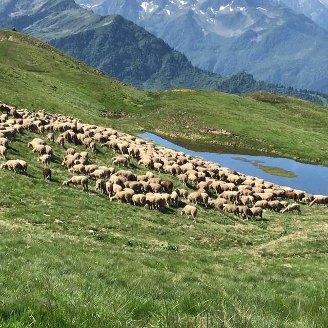 Fête de la transhumance et du Pastoralisme 2025