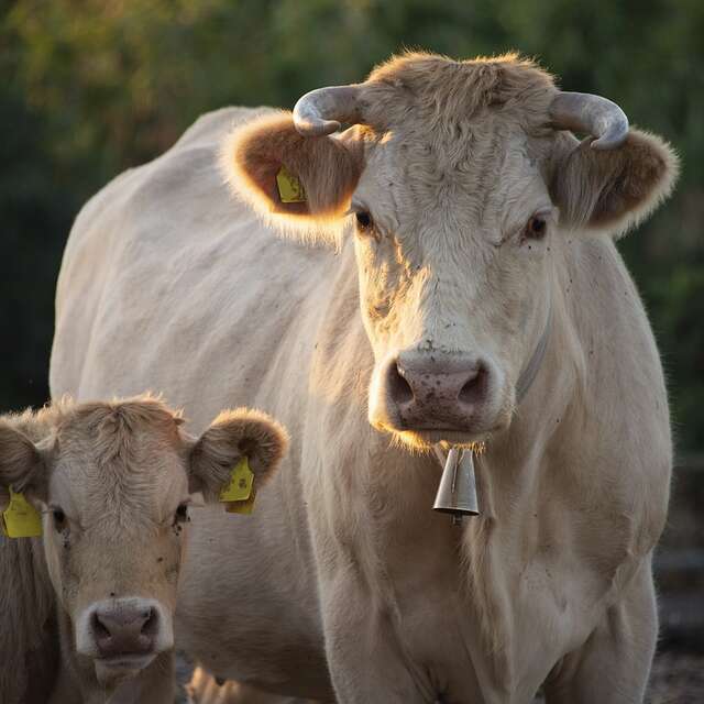 Foire agricole