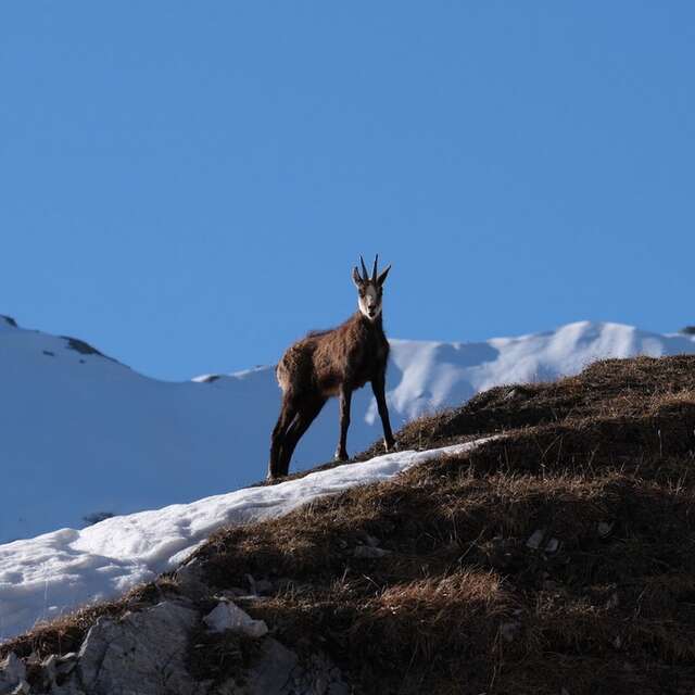 Sur les traces des chamois