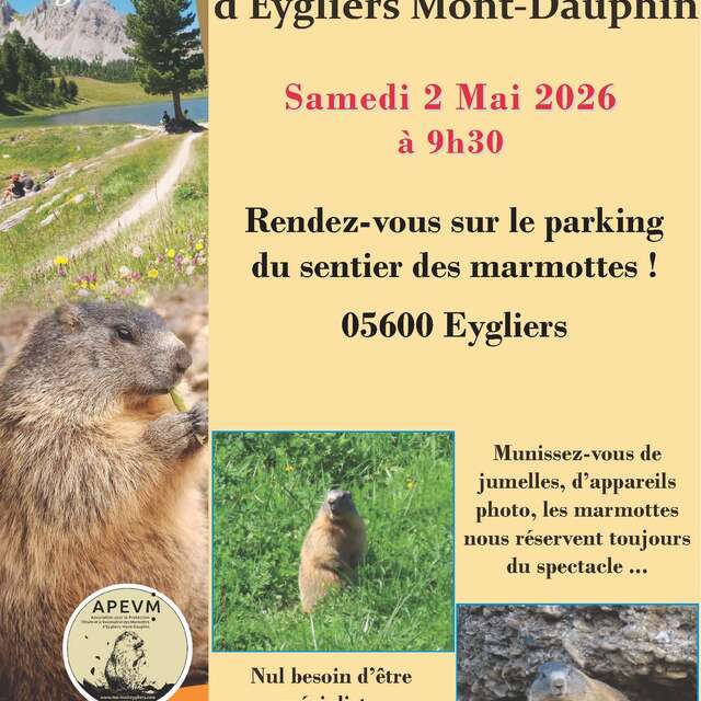 Comptage des marmottes d'Eygliers Mont-Dauphin