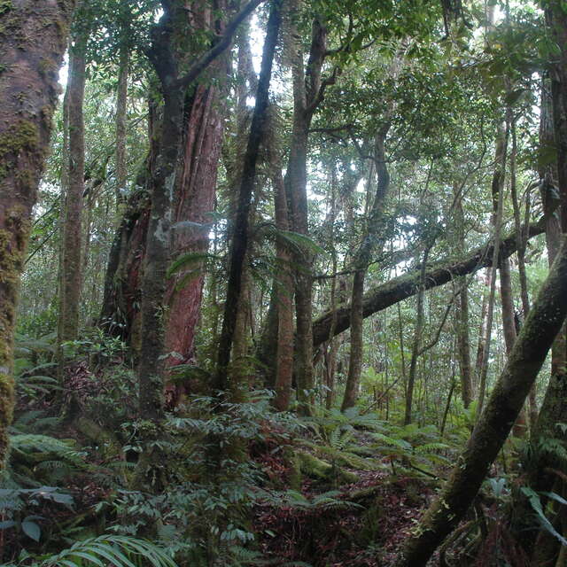 Upper Pourina Trail