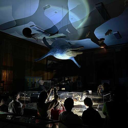 Visite du muséum à la lampe torche