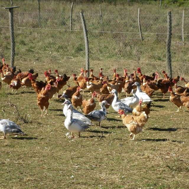 Ferme de Caoué