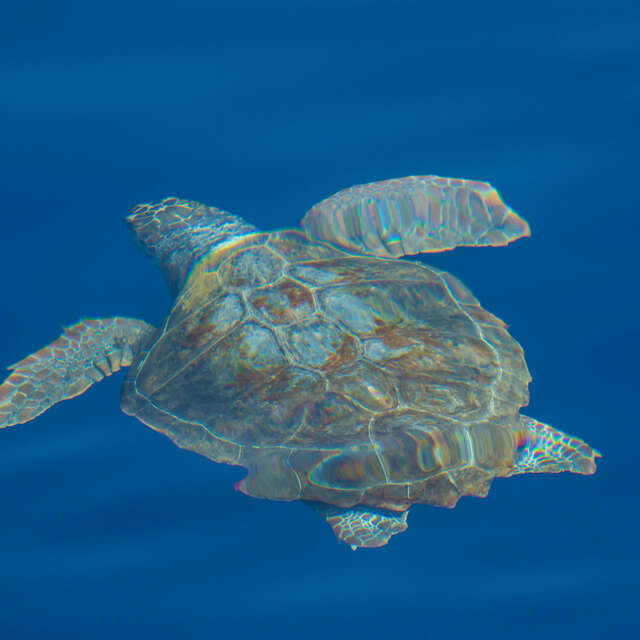 Les jeudis du Fort du Pradeau : les tortues