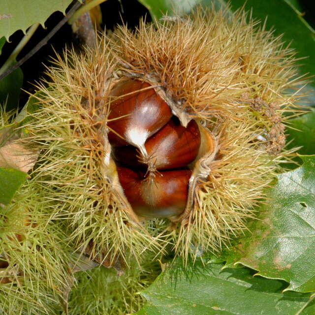 Verfeuille