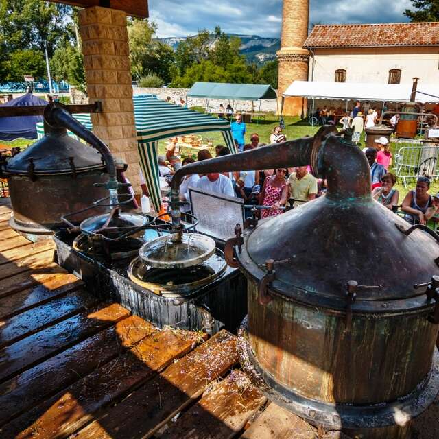 Fête de la lavande fine de Haute-provence