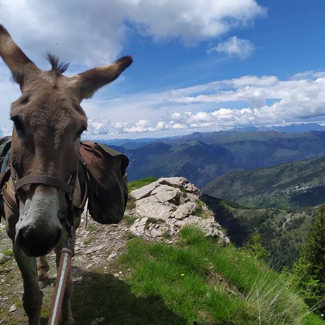 Se promener avec un âne