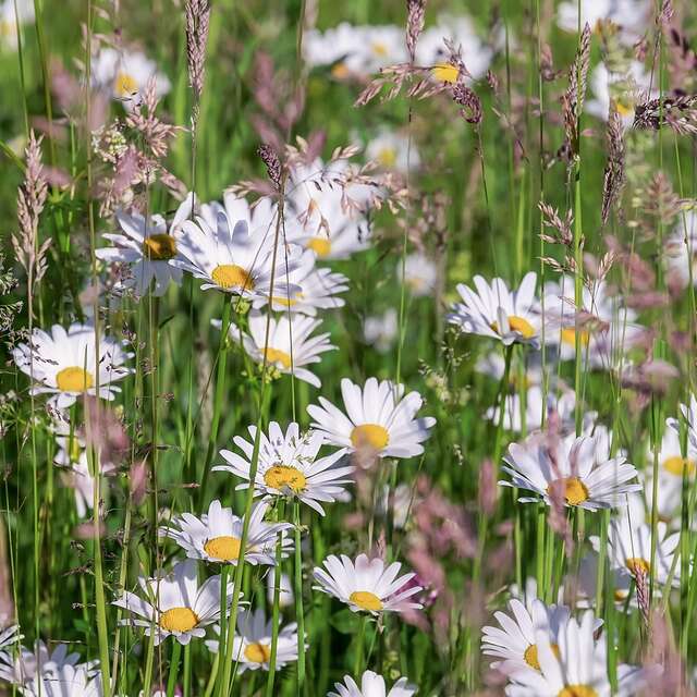 Plantes sauvages et tisanes