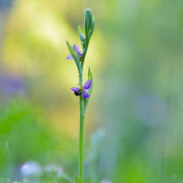 Exposition : Biodiversités