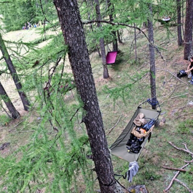 Bain de forêt et grimpe d'arbre !