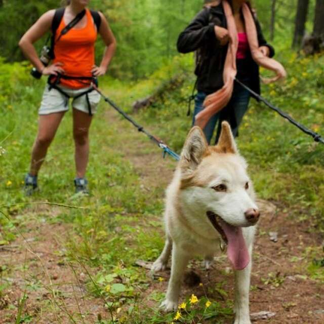 Cani-rando sportive à la 1/2 journée