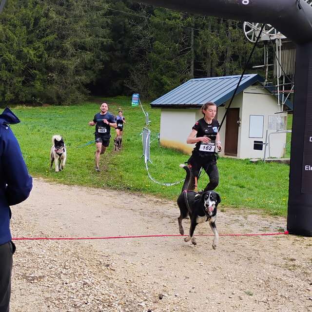 Canicross - Les grenouilles sur un plateau