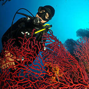 Plongée sous marine - Easy Dive