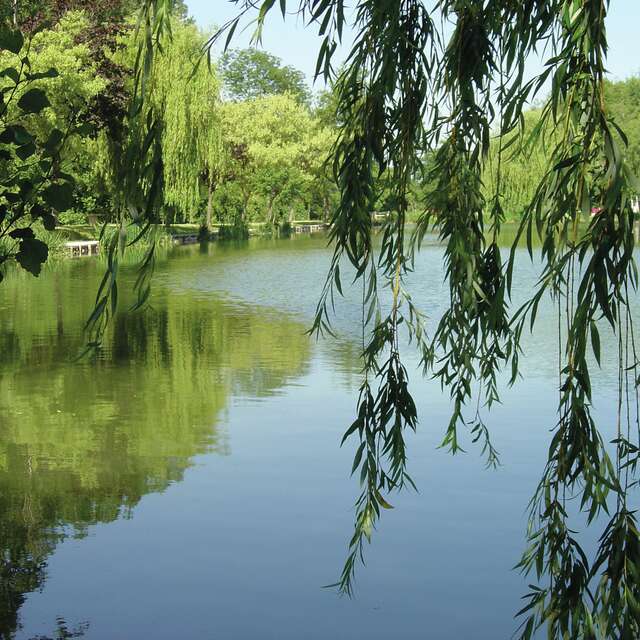 La chasse aux papillons