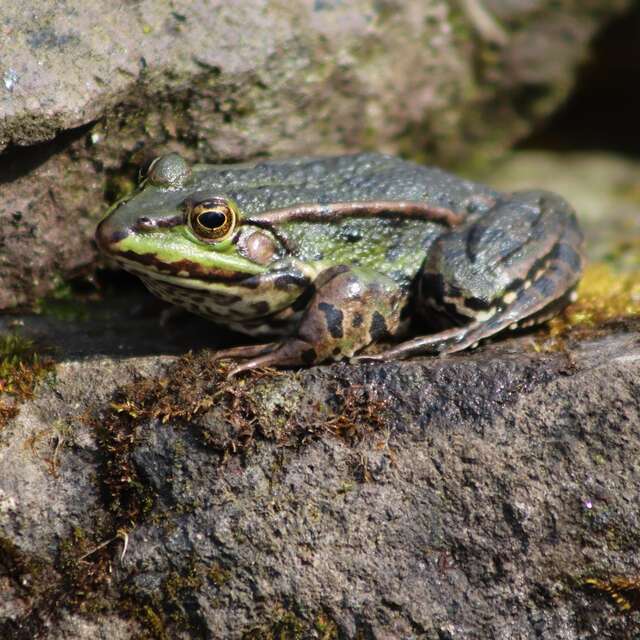 Partir à la découverte des amphibiens et de cet écosystème au bord de la mare