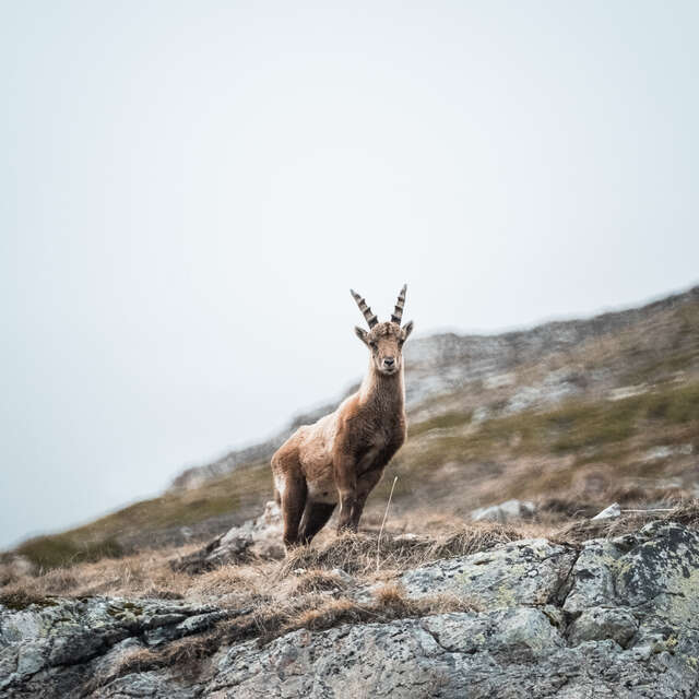 Marmotta e camoscio camminano